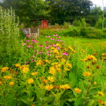 jardin et plantes sauvages