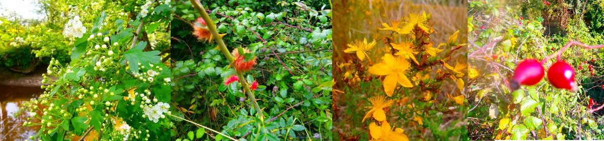 Naturellement Autonome